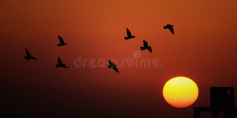 Birds flying during colorful sunset in egypt. Birds flying during colorful sunset in egypt