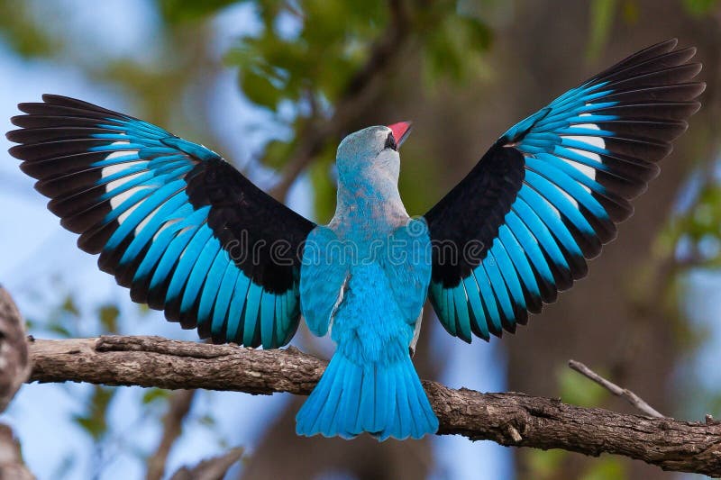 Birds from different parts of tanzania, east africa. Birds from different parts of tanzania, east africa