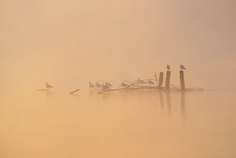 Birds sitting on branches on the lake in misty autumn morning. Birds sitting on branches on the lake in misty autumn morning