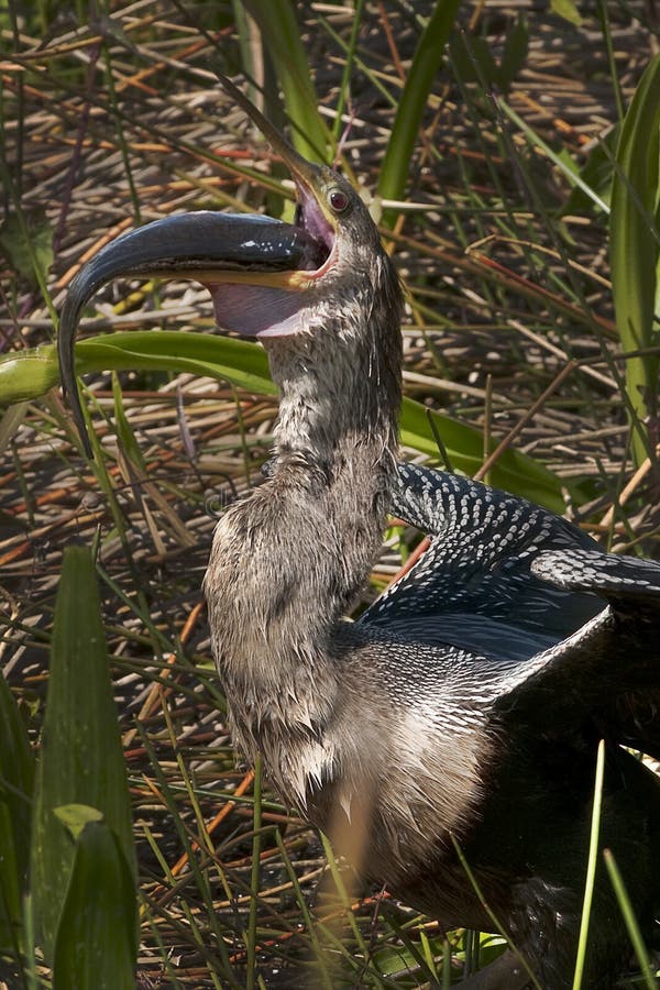 Anhinga Bird trying to swallow the catch. Anhinga Bird trying to swallow the catch