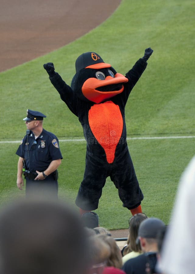 πουλί oriole στοκ εικόνες πουλί oriole στοκ εικόνες