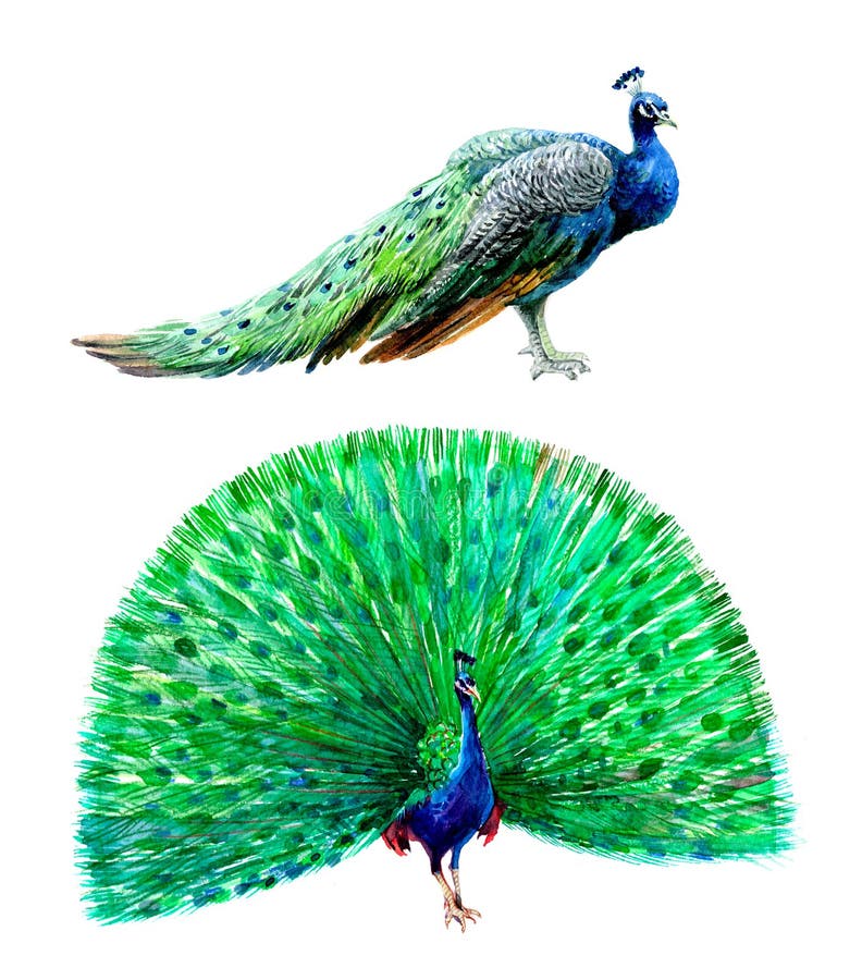 Πουλί Watercolor peacock που απομονώνεται σε μια άσπρη απεικόνιση υποβάθρου διανυσματική απεικόνιση