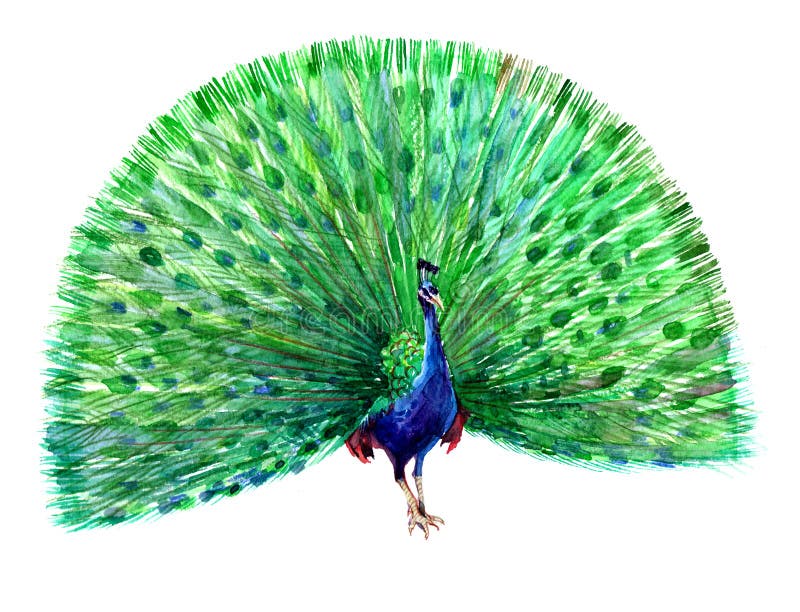 Πουλί Watercolor peacock που απομονώνεται ελεύθερη απεικόνιση δικαιώματος