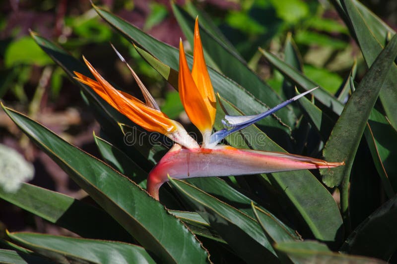 πουλί του παραδείσου λουλούδι strelitzia regae ανθίζει λουλούδι στο γκραν πιέντρα βοτανικοί κήποι σαντιάγκο ντε κούβας στοκ φωτογραφία με δικαίωμα ελεύθερης χρήσης