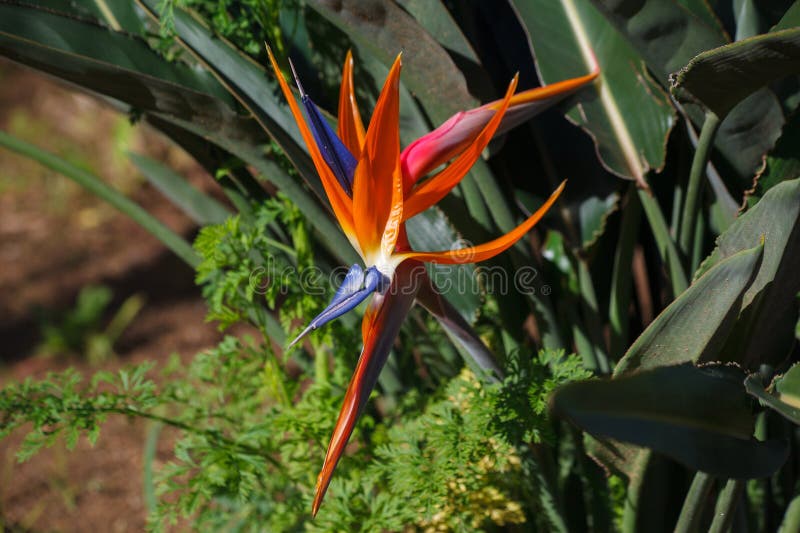 πουλί του παραδείσου λουλούδι strelitzia regae ανθίζει λουλούδι στο γκραν πιέντρα βοτανικοί κήποι σαντιάγκο ντε κούβας στοκ φωτογραφία με δικαίωμα ελεύθερης χρήσης