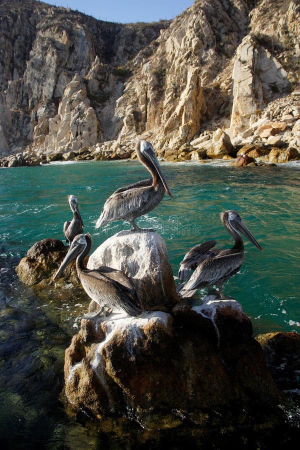 Birds in Los Cabos, Baja California Sur, Mexico. Birds in Los Cabos, Baja California Sur, Mexico