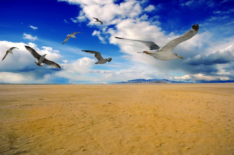 Beach sand and birds (Great Salt Lake beach). Beach sand and birds (Great Salt Lake beach)
