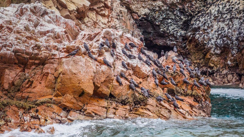 Πουλιά θάλασσας στο νησί Ballestas στην ακτή Paracas στο Περού στοκ εικόνα με δικαίωμα ελεύθερης χρήσης