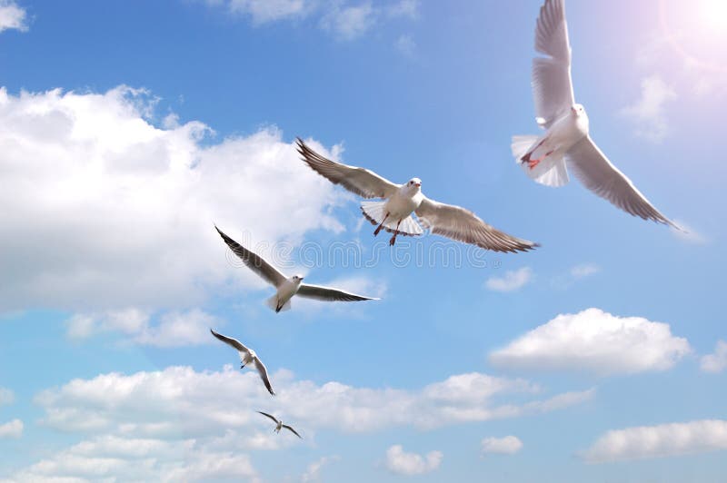 A group of birds on a blue sky. A group of birds on a blue sky