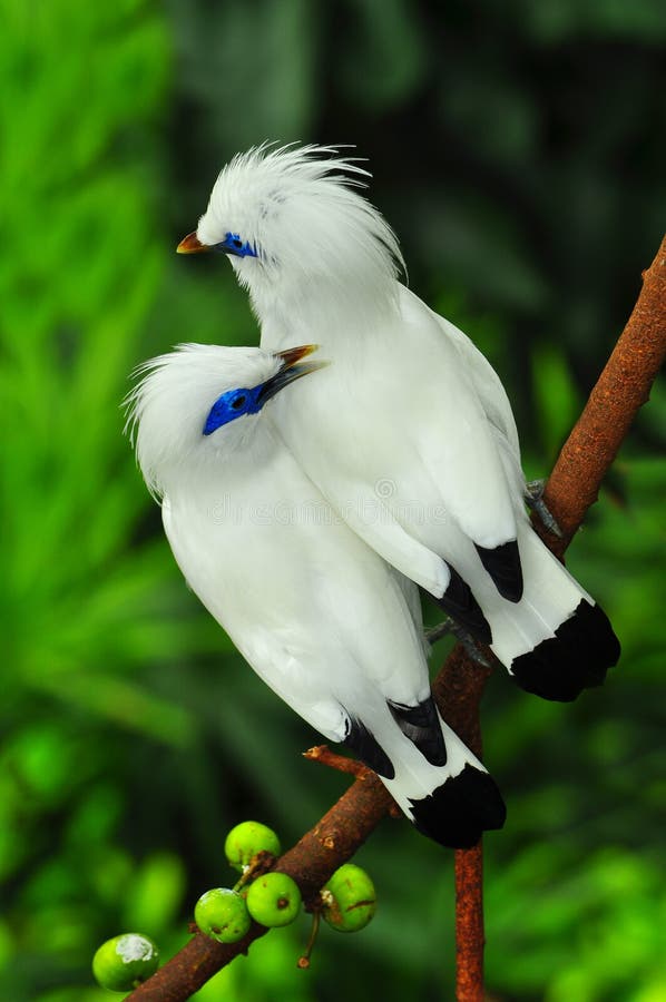 Pair of white bali mynah birds(leucopsar rothschildi) perched on a tree branch. location : edward youde aviary of hong kong park. Pair of white bali mynah birds(leucopsar rothschildi) perched on a tree branch. location : edward youde aviary of hong kong park