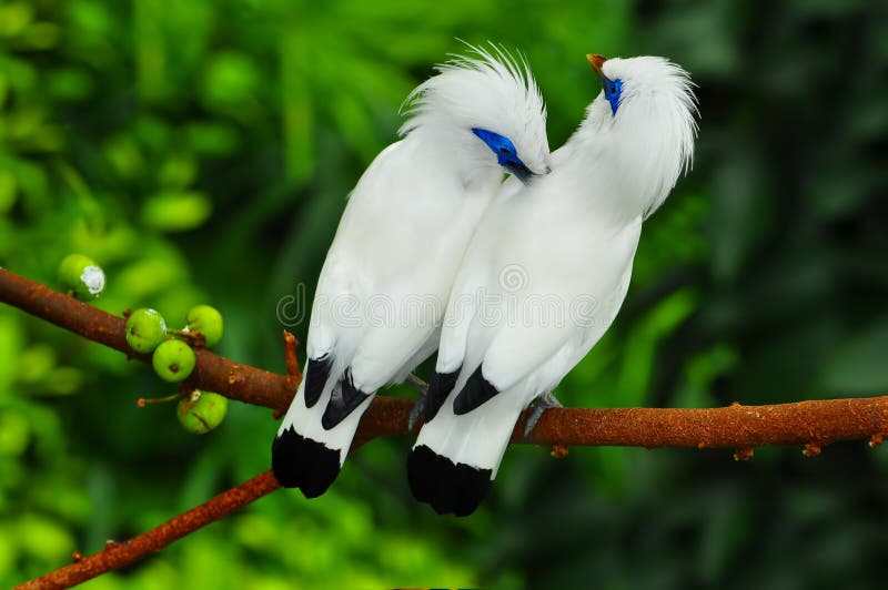 pair of white bali mynah birds&#leucopsar rothschildi&# perched on a tree branch. location : edward youde aviary of hong kong park. pair of white bali mynah birds&#leucopsar rothschildi&# perched on a tree branch. location : edward youde aviary of hong kong park