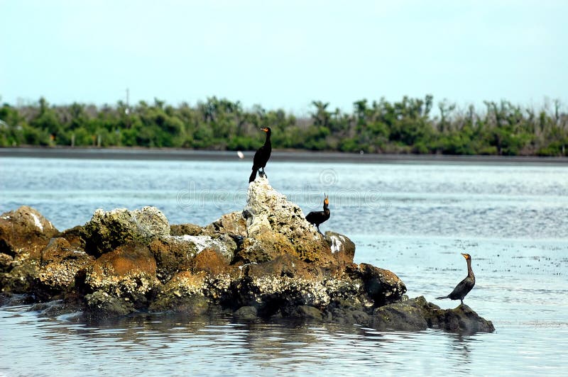 πουλιά τρία anhinga στοκ φωτογραφία με δικαίωμα ελεύθερης χρήσης πουλιά τρία anhinga στοκ φωτογραφία με δικαίωμα ελεύθερης χρήσης