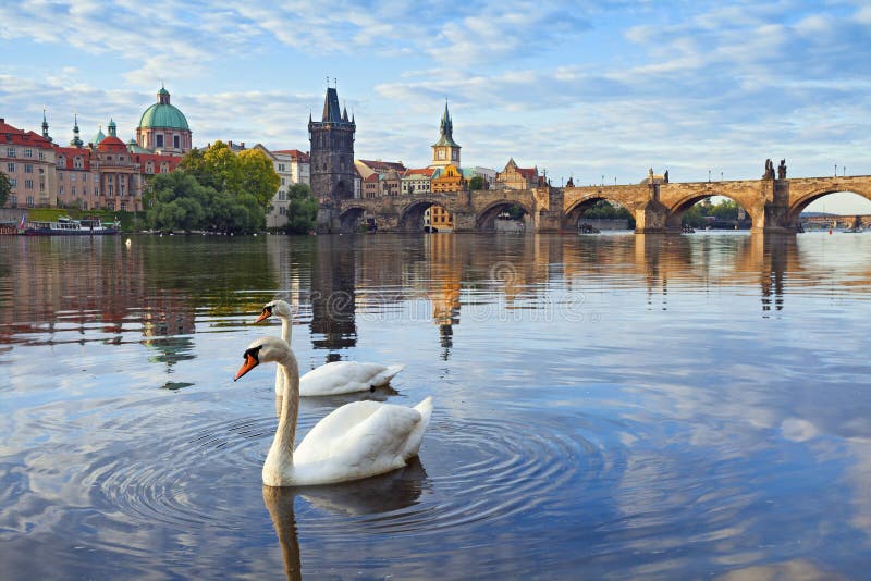 Image of Charles Bridge in Prague with couple of swans in the foreground. Image of Charles Bridge in Prague with couple of swans in the foreground.