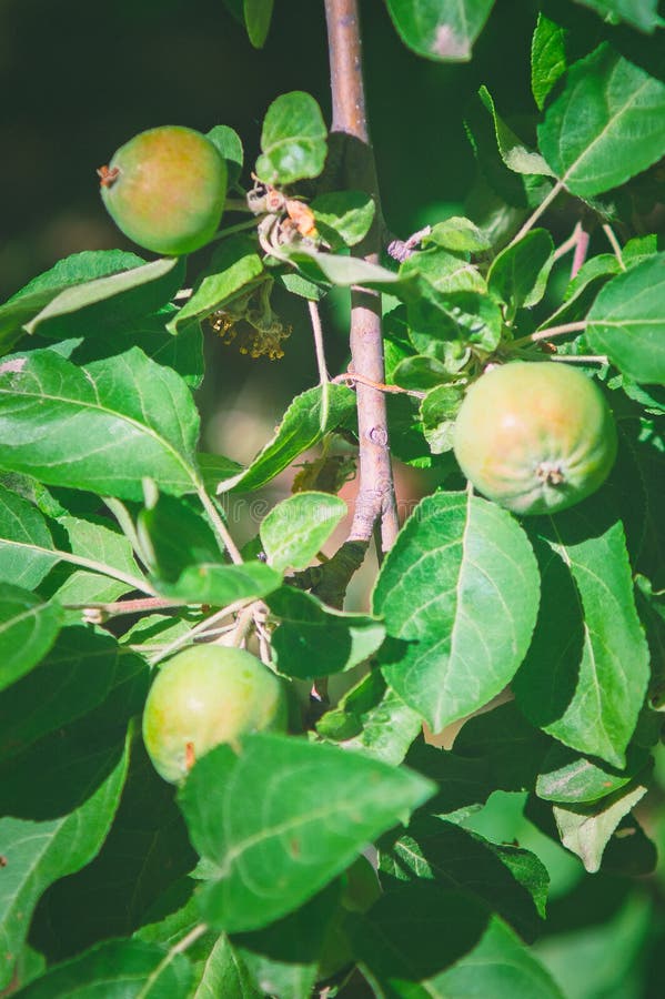 Πράσινα unripe μήλα σε ένα δέντρο r στοκ φωτογραφία με δικαίωμα ελεύθερης χρήσης Πράσινα unripe μήλα σε ένα δέντρο r στοκ φωτογραφία με δικαίωμα ελεύθερης χρήσης
