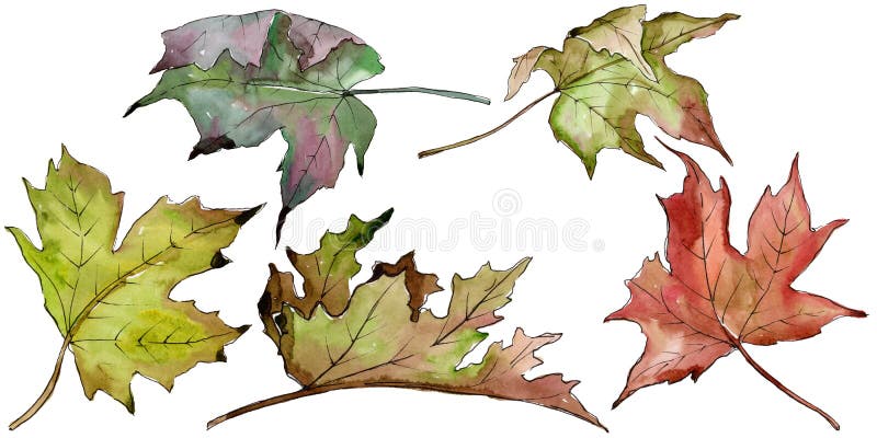 Πράσινα και κόκκινα φύλλα σφενδάμου Watercolor Floral φύλλωμα βοτανικών κήπων φυτών φύλλων Απομονωμένο στοιχείο απεικόνισης ελεύθερη απεικόνιση δικαιώματος Πράσινα και κόκκινα φύλλα σφενδάμου Watercolor Floral φύλλωμα βοτανικών κήπων φυτών φύλλων Απομονωμένο στοιχείο απεικόνισης ελεύθερη απεικόνιση δικαιώματος