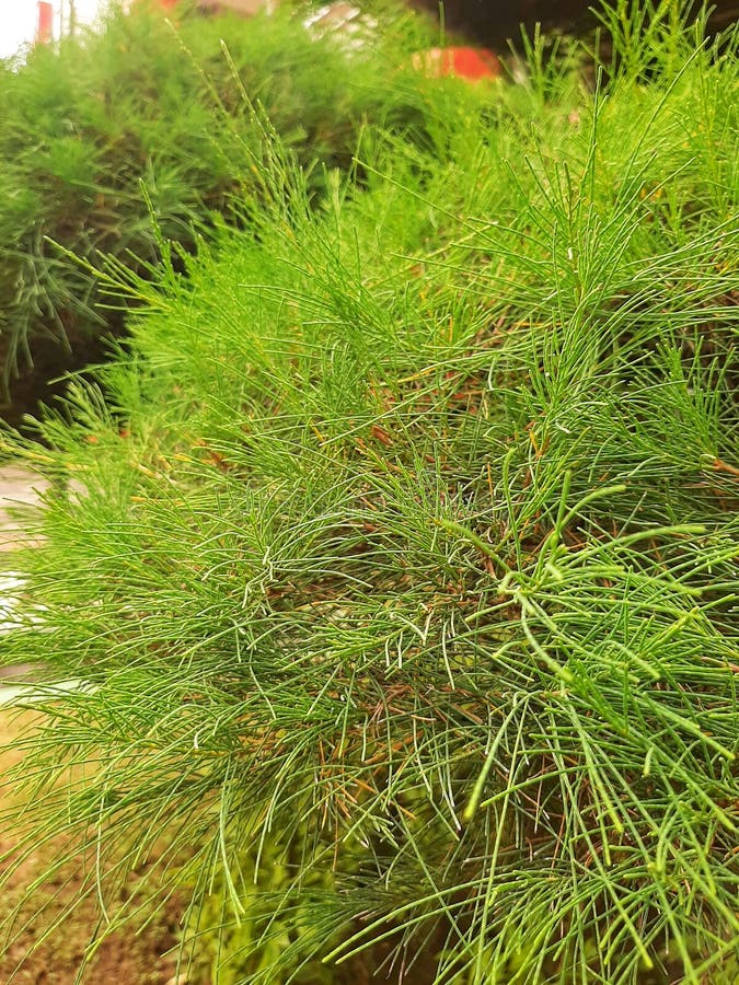 πράσινα φύλλα πεύκου σε τροπικό κλίμα