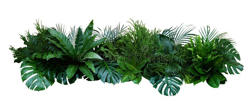 Green leaves of tropical plants bush Monstera, palm, fern, rubber plant, pine, birds nest fern floral arrangement indoors garden nature backdrop isolated on white background, clipping path included. Green leaves of tropical plants bush Monstera, palm, fern, rubber plant, pine, birds nest fern floral arrangement indoors garden nature backdrop isolated on white background, clipping path included.