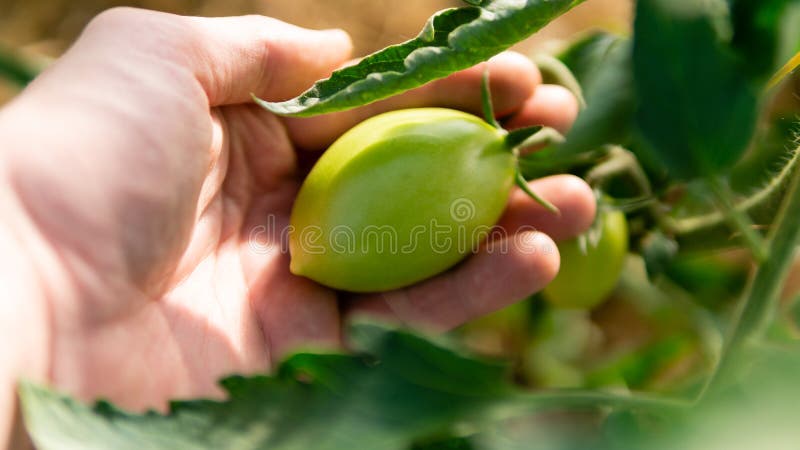 Πράσινες ντομάτες σε μια κινηματογράφηση σε πρώτο πλάνο θερμοκηπίων στοκ φωτογραφία με δικαίωμα ελεύθερης χρήσης Πράσινες ντομάτες σε μια κινηματογράφηση σε πρώτο πλάνο θερμοκηπίων στοκ φωτογραφία με δικαίωμα ελεύθερης χρήσης