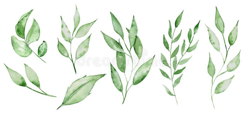 Πράσινες φύλλα Watercolor και brunches απεικόνιση χεριών χορταριών πρασινάδων rawn απεικόνιση αποθεμάτων