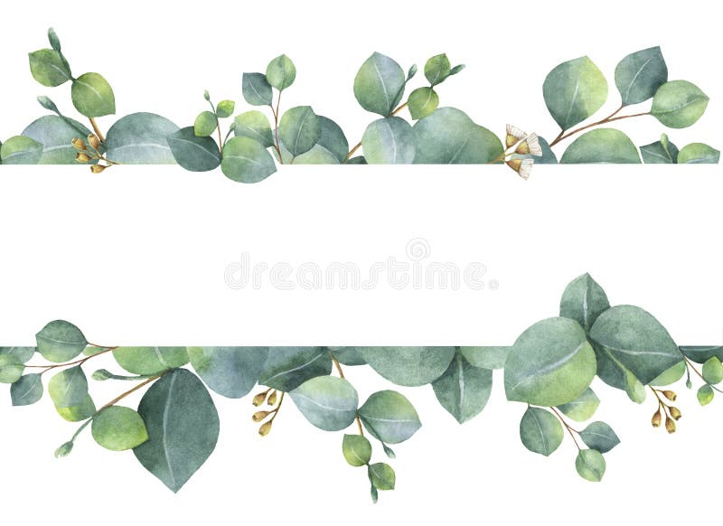 Πράσινη floral κάρτα Watercolor με τα ασημένιους φύλλα και τους κλάδους ευκαλύπτων δολαρίων που απομονώνονται στο άσπρο υπόβαθρο απεικόνιση αποθεμάτων