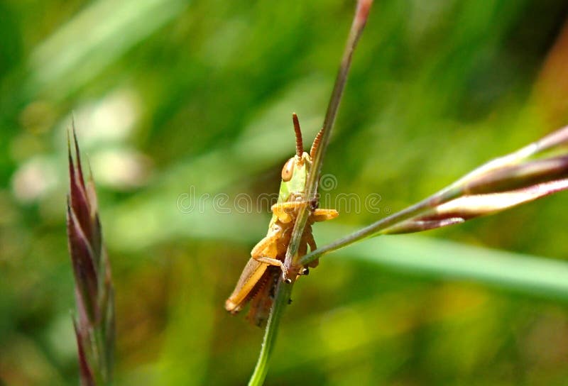 Πράσινη Grasshopper νύμφη στοκ φωτογραφίες με δικαίωμα ελεύθερης χρήσης Πράσινη Grasshopper νύμφη στοκ φωτογραφίες με δικαίωμα ελεύθερης χρήσης