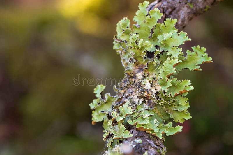 Πράσινη leaflike Foliose ανάπτυξη λειχήνων στον κλάδο δέντρων στο δάσος ι στοκ εικόνα