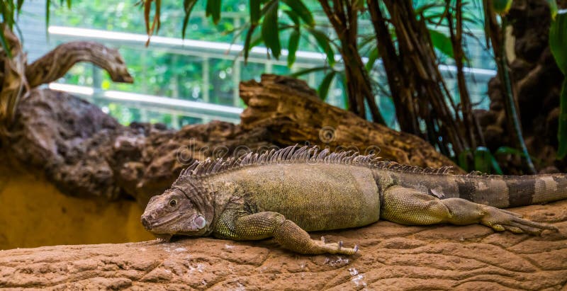 Πράσινη αμερικανική χαλάρωση iguana σε έναν κλάδο δέντρων, τροπικό specie σαυρών από την Αμερική στοκ φωτογραφίες Πράσινη αμερικανική χαλάρωση iguana σε έναν κλάδο δέντρων, τροπικό specie σαυρών από την Αμερική στοκ φωτογραφίες