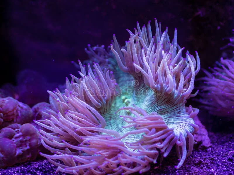 Πράσινη και πορφυρή θάλασσα Anemone υποβρύχιο στοκ εικόνες Πράσινη και πορφυρή θάλασσα Anemone υποβρύχιο στοκ εικόνες