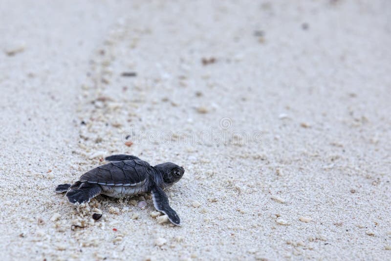 Πράσινη χελώνα Hatchlings στοκ φωτογραφίες Πράσινη χελώνα Hatchlings στοκ φωτογραφίες