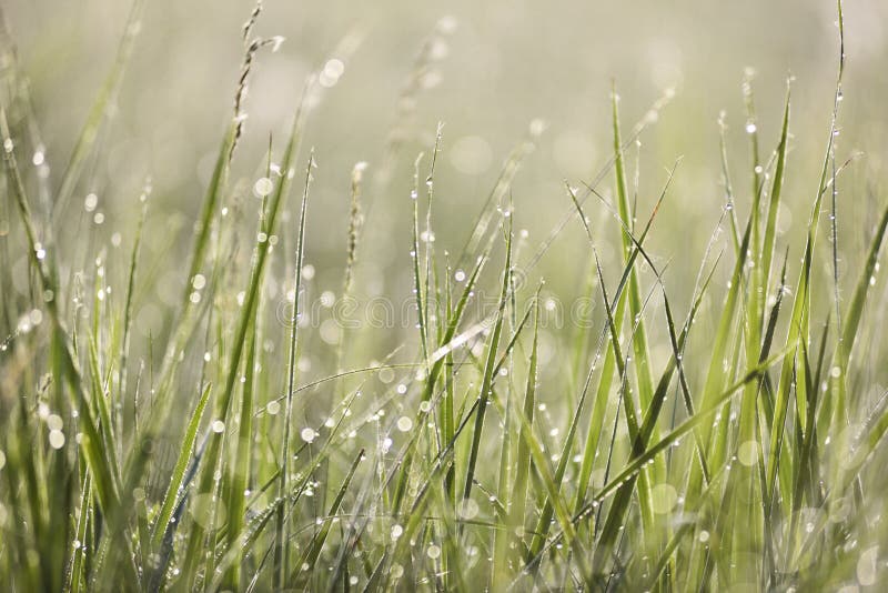 Πράσινη χλόη στις πτώσεις δροσιάς με το bokeh o στοκ φωτογραφίες με δικαίωμα ελεύθερης χρήσης Πράσινη χλόη στις πτώσεις δροσιάς με το bokeh o στοκ φωτογραφίες με δικαίωμα ελεύθερης χρήσης