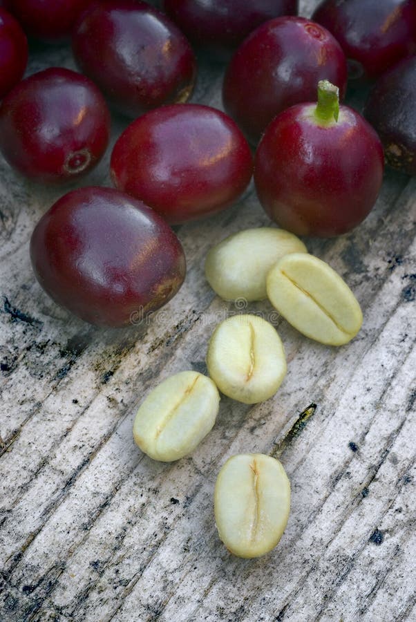 Πράσινο coffe (arabica coffea) στοκ φωτογραφία με δικαίωμα ελεύθερης χρήσης Πράσινο coffe (arabica coffea) στοκ φωτογραφία με δικαίωμα ελεύθερης χρήσης
