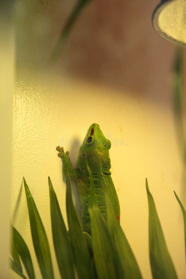 Πράσινο kochi grandis madagascariensis Phelsuma gecko ημέρας στοκ εικόνα με δικαίωμα ελεύθερης χρήσης Πράσινο kochi grandis madagascariensis Phelsuma gecko ημέρας στοκ εικόνα με δικαίωμα ελεύθερης χρήσης