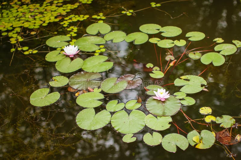 Πράσινο Lotus φύλλων τοπ άποψης ή σκληραγωγημένο φυτό κρίνων νερού της οικογένειας Nymphaeaceae στη σκοτεινή επιφάνεια της λίμνης στοκ εικόνες Πράσινο Lotus φύλλων τοπ άποψης ή σκληραγωγημένο φυτό κρίνων νερού της οικογένειας Nymphaeaceae στη σκοτεινή επιφάνεια της λίμνης στοκ εικόνες