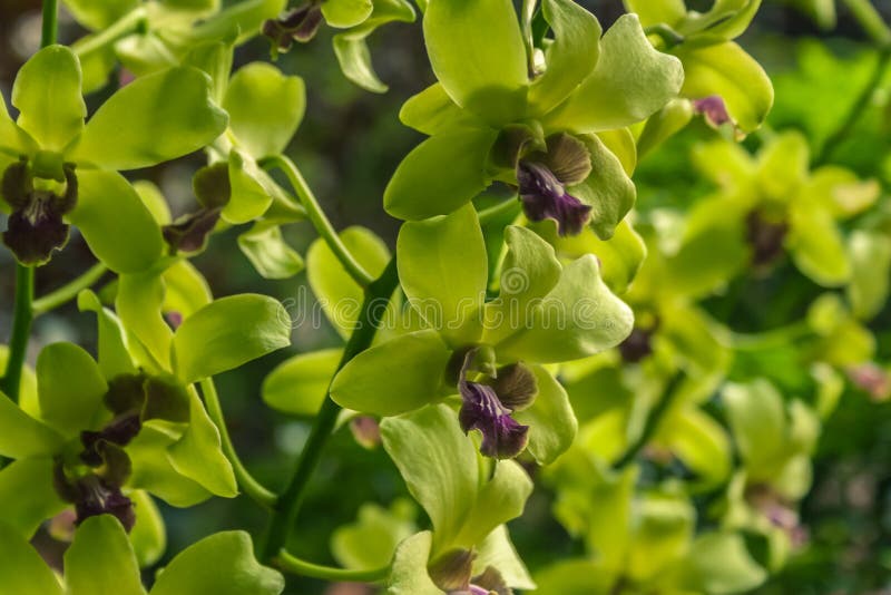 πράσινο orchid στοκ φωτογραφία με δικαίωμα ελεύθερης χρήσης πράσινο orchid στοκ φωτογραφία με δικαίωμα ελεύθερης χρήσης