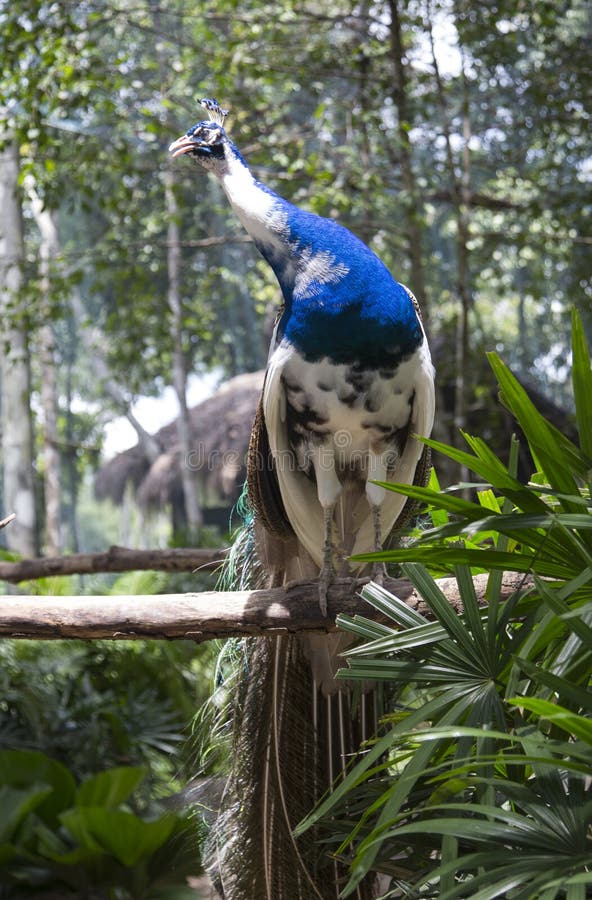 πράσινο peafowl στοκ εικόνες με δικαίωμα ελεύθερης χρήσης πράσινο peafowl στοκ εικόνες με δικαίωμα ελεύθερης χρήσης