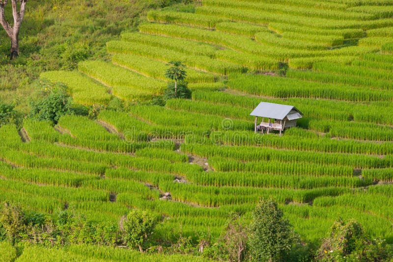 Πράσινο Terraced πεδίο ρυζιού σε Chiangmai, Ταϊλάνδη (Εκλεκτικό foc στοκ φωτογραφία με δικαίωμα ελεύθερης χρήσης Πράσινο Terraced πεδίο ρυζιού σε Chiangmai, Ταϊλάνδη (Εκλεκτικό foc στοκ φωτογραφία με δικαίωμα ελεύθερης χρήσης