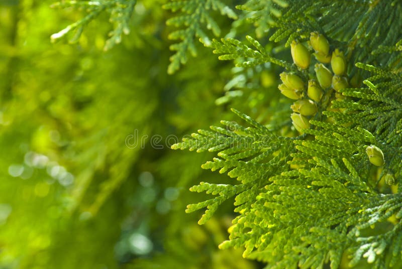 Πράσινο thuja στο πάρκο στοκ φωτογραφία με δικαίωμα ελεύθερης χρήσης Πράσινο thuja στο πάρκο στοκ φωτογραφία με δικαίωμα ελεύθερης χρήσης