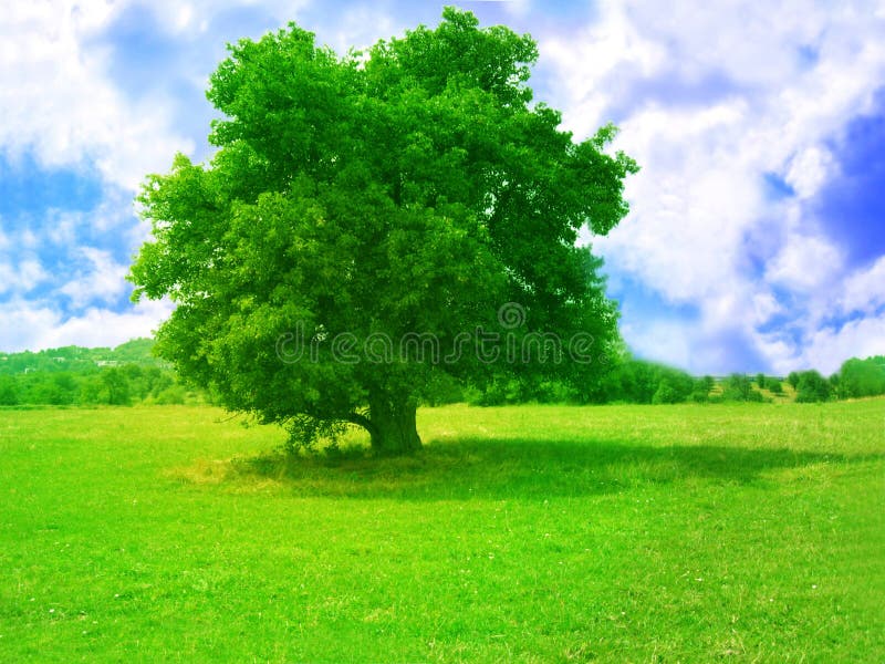 A young tree alone in a meadow with bright blue sky. A young tree alone in a meadow with bright blue sky.