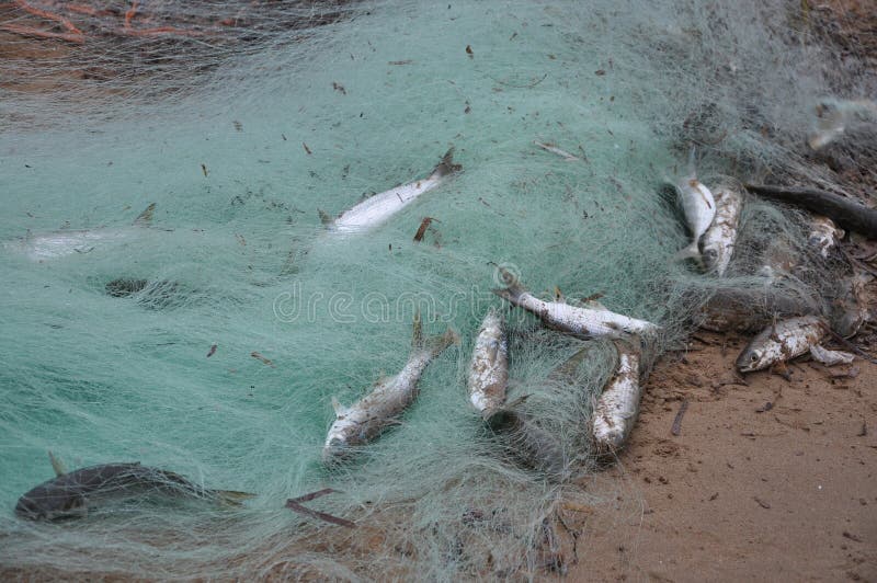 It is a lot of fish caught by networks on sand. It is a lot of fish caught by networks on sand