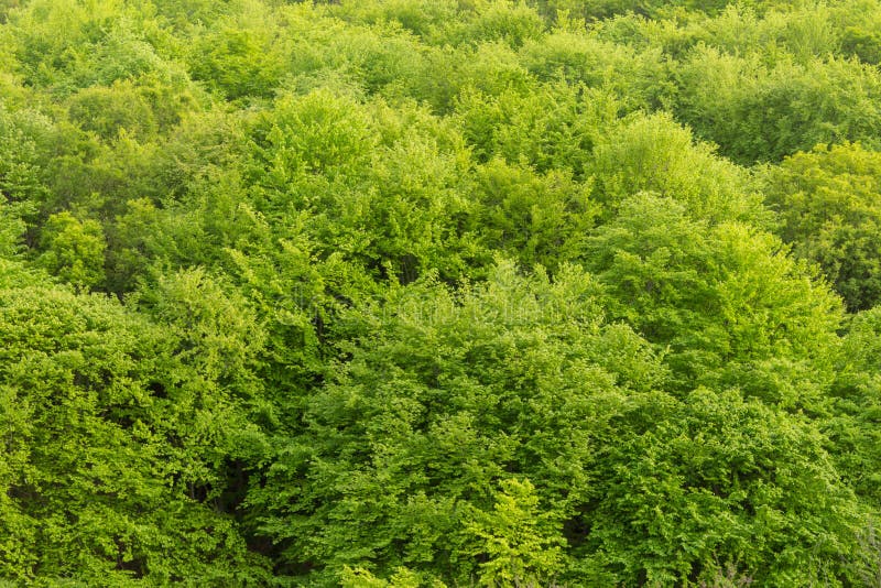 Πράσινο δασικό υπόβαθρο δέντρων, όμορφη άποψη ματιών πουλιών στα φρέσκα δέντρα στοκ φωτογραφίες Πράσινο δασικό υπόβαθρο δέντρων, όμορφη άποψη ματιών πουλιών στα φρέσκα δέντρα στοκ φωτογραφίες