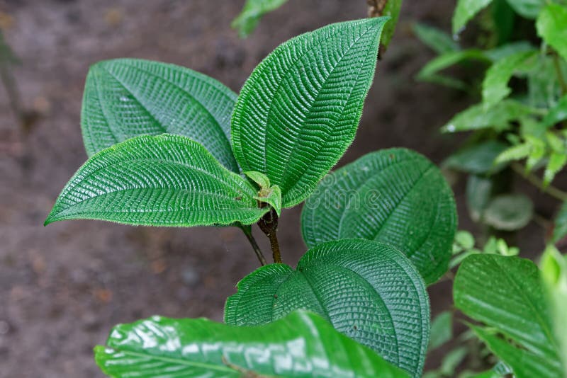 Πράσινο τροπικό hirta clidemia εγκαταστάσεων soapbush στοκ εικόνα με δικαίωμα ελεύθερης χρήσης Πράσινο τροπικό hirta clidemia εγκαταστάσεων soapbush στοκ εικόνα με δικαίωμα ελεύθερης χρήσης
