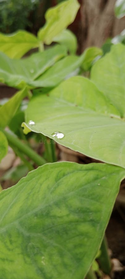 Colocasia leaf green in monsoon. Colocasia leaf green in monsoon