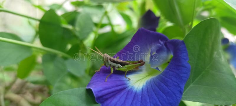 πράσινοι ακρίδες προσγειώνονται σε μοβ πεταλούδα λουλούδια στοκ εικόνες με δικαίωμα ελεύθερης χρήσης