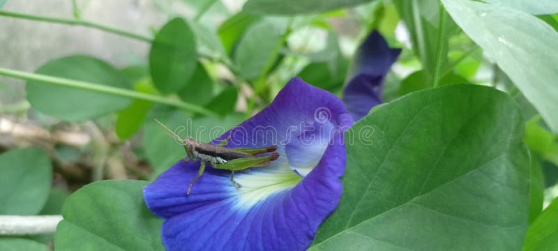 πράσινοι ακρίδες σε μοβ πεταλούδα λουλούδια στοκ εικόνα με δικαίωμα ελεύθερης χρήσης