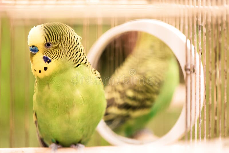 Πράσινος budgerigar στενός επάνω παπαγάλων κάθεται στο κλουβί Χαριτωμένο πράσινο budgie στοκ εικόνες με δικαίωμα ελεύθερης χρήσης Πράσινος budgerigar στενός επάνω παπαγάλων κάθεται στο κλουβί Χαριτωμένο πράσινο budgie στοκ εικόνες με δικαίωμα ελεύθερης χρήσης