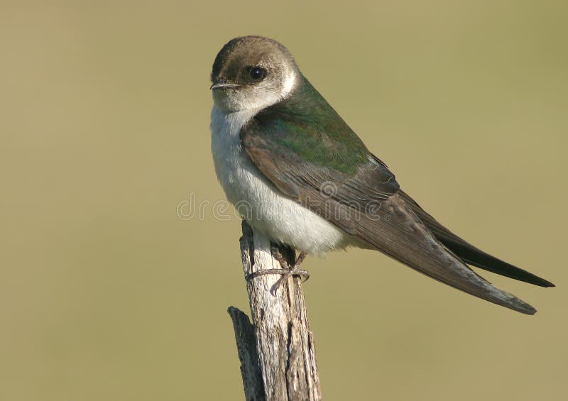 A portrait of a female Violet-green Swallow, a common summer bird of the Northwest. A portrait of a female Violet-green Swallow, a common summer bird of the Northwest.