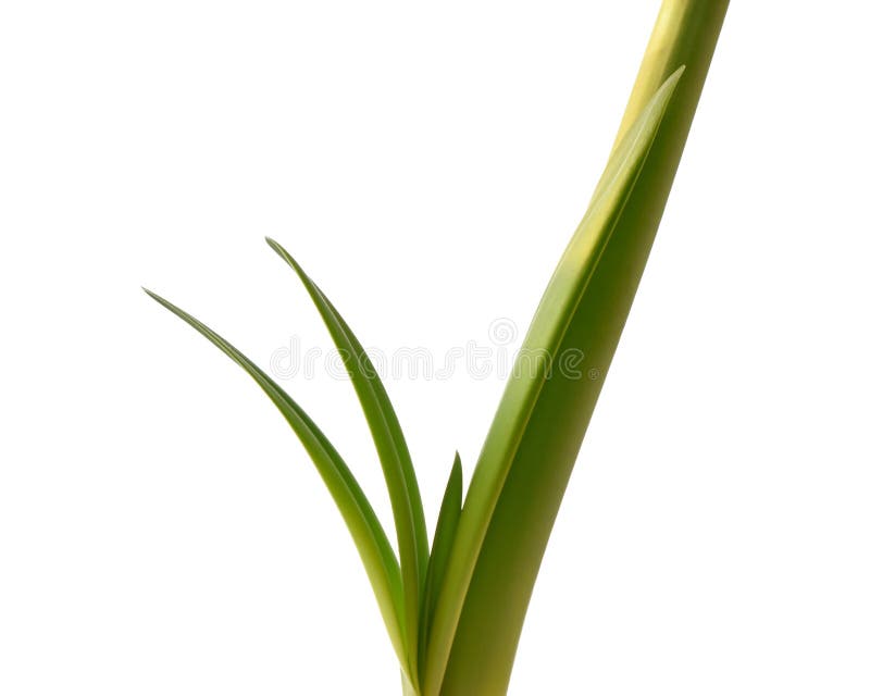 Πράσινος μίσχος του λουλουδιού amaryllis που απομονώνεται στο άσπρο υπόβαθρο στοκ φωτογραφία με δικαίωμα ελεύθερης χρήσης Πράσινος μίσχος του λουλουδιού amaryllis που απομονώνεται στο άσπρο υπόβαθρο στοκ φωτογραφία με δικαίωμα ελεύθερης χρήσης
