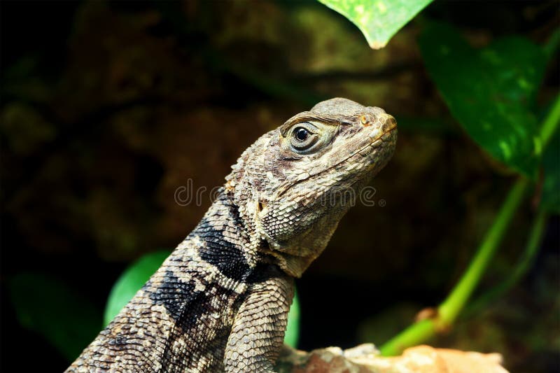 Πράσινος μικρός στενός επάνω gecko σαυρών στοκ φωτογραφία με δικαίωμα ελεύθερης χρήσης Πράσινος μικρός στενός επάνω gecko σαυρών στοκ φωτογραφία με δικαίωμα ελεύθερης χρήσης