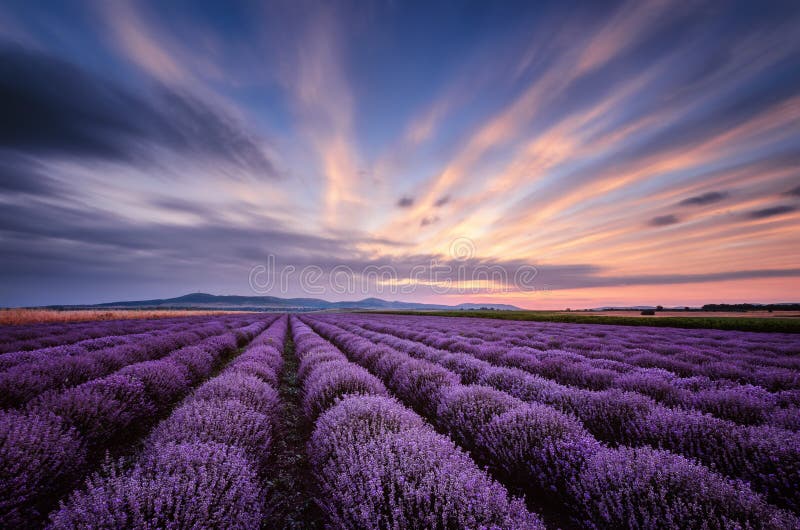Πριν από την ανατολή lavender στον τομέα στοκ εικόνες Πριν από την ανατολή lavender στον τομέα στοκ εικόνες