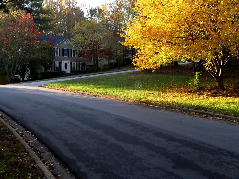 Yellow Autumn Tree along road. Yellow Autumn Tree along road